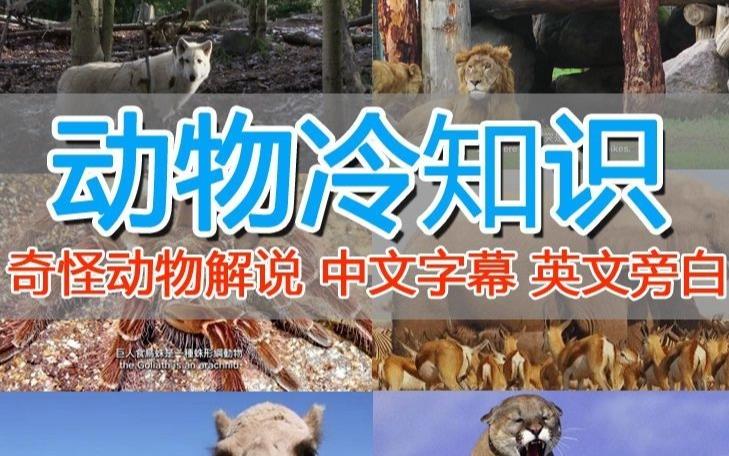 外面卖1699的国外纪录片解说（动物解说、美食、动画片）稳过中视频-第一精品资源库